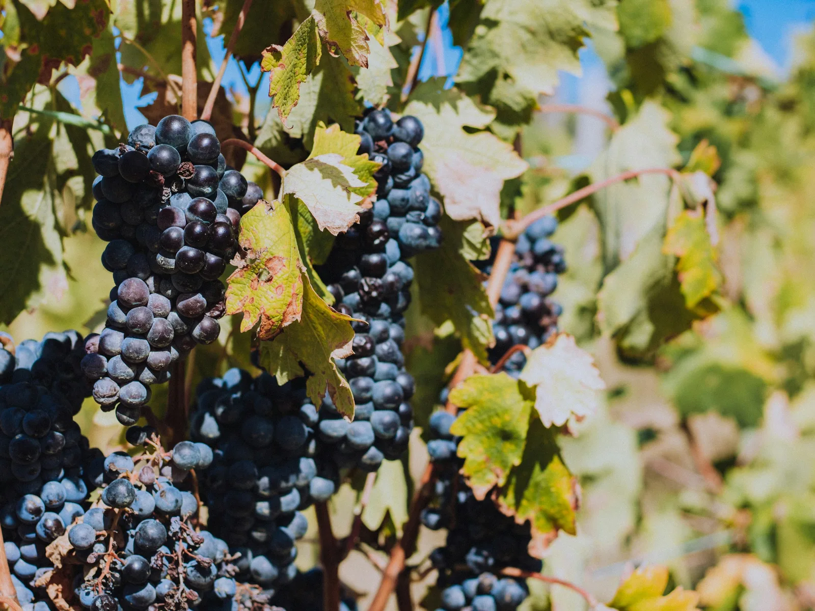 Ripe bunches of red grapes on the vine in Alenquer, Portugal