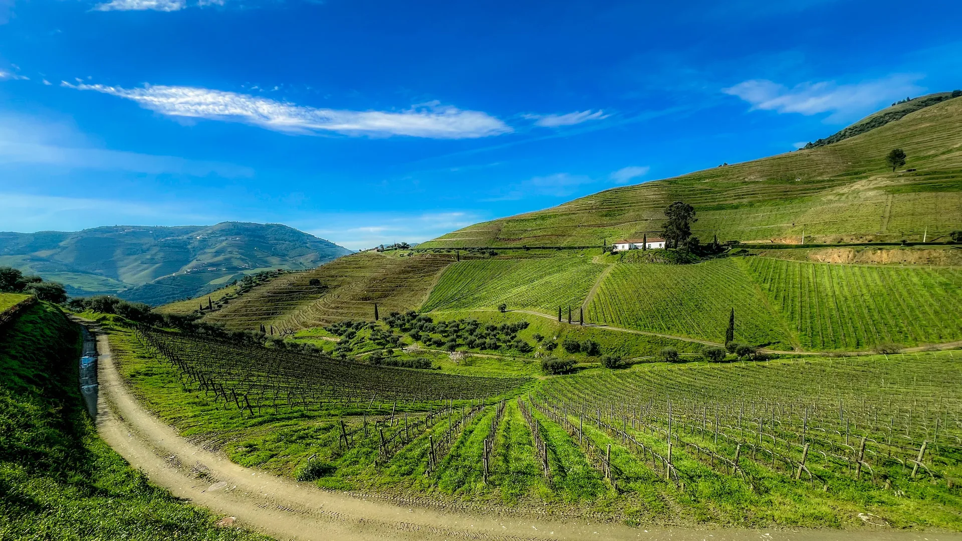 Vineyards on the slopes of Galafura in the Douro valley under a deep blue sky