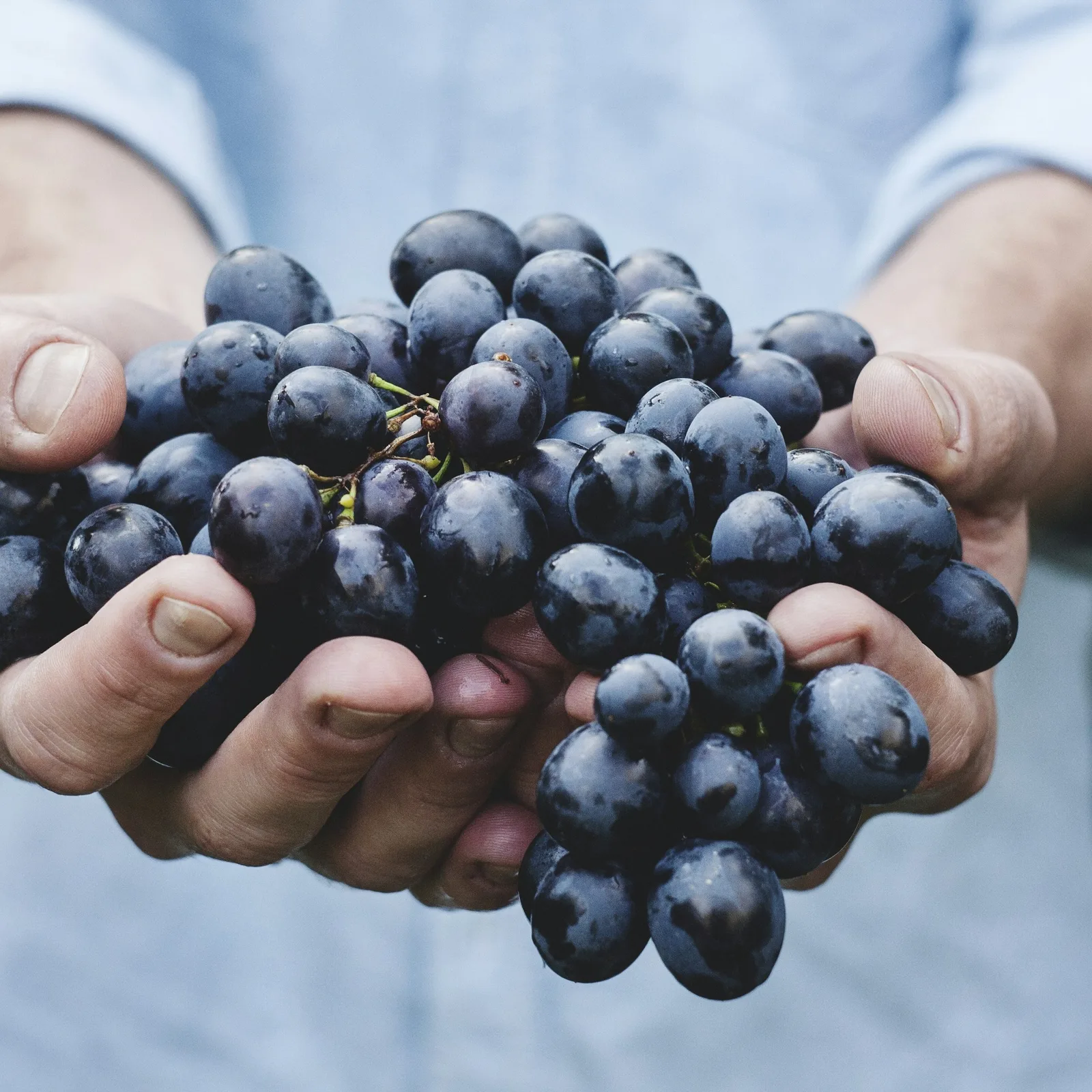 Person holding a bunch of dark purple grapes close-up, wearing a light blue shirt